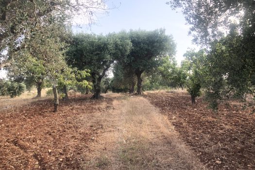Contrada Zingarello -Monopoli