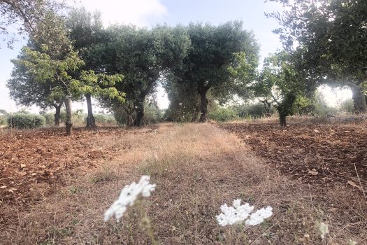 Contrada Zingarello -Monopoli