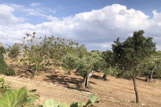 In vendita: Masseria Cazzuddo (o “Cazzoud”) – Alberobello