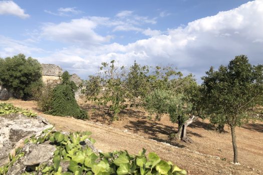 In vendita: Masseria Cazzuddo (o “Cazzoud”) – Alberobello