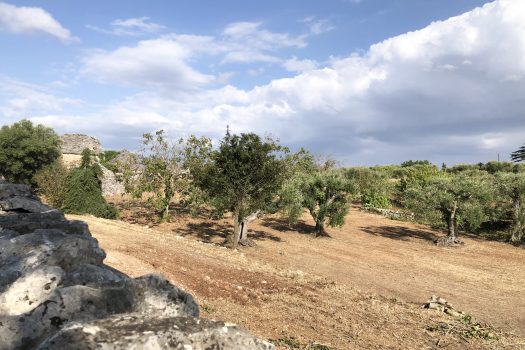 In vendita: Masseria Cazzuddo (o “Cazzoud”) – Alberobello