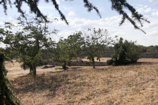 In vendita: Masseria Cazzuddo (o “Cazzoud”) – Alberobello