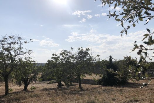 In vendita: Masseria Cazzuddo (o “Cazzoud”) – Alberobello