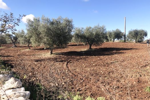 Trullo con terreno tra Alberobello e Noci