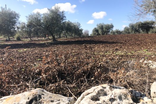 Trullo con terreno tra Alberobello e Noci