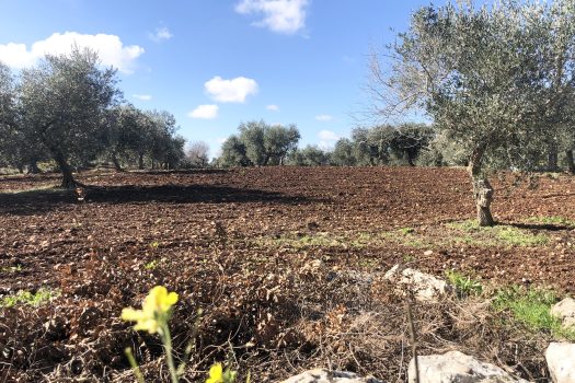 Trullo con terreno tra Alberobello e Noci
