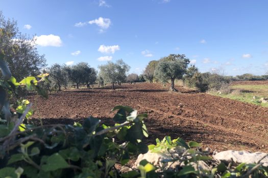 Trullo con terreno tra Alberobello e Noci