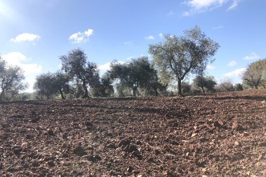 Trullo con terreno tra Alberobello e Noci