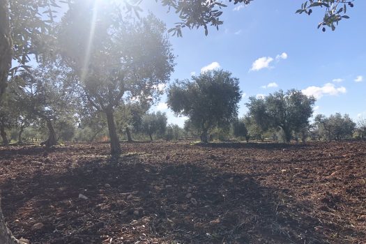 Trullo con terreno tra Alberobello e Noci