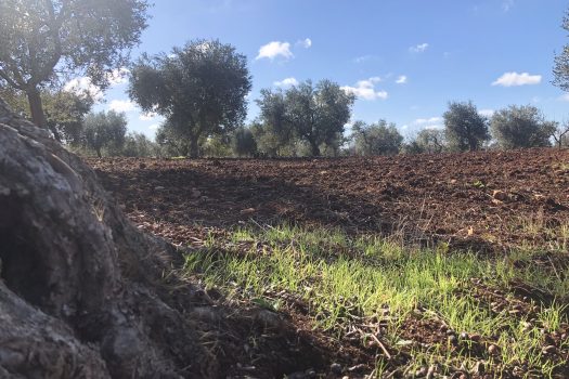 Trullo con terreno tra Alberobello e Noci