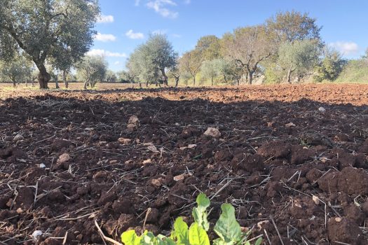 Trullo con terreno tra Alberobello e Noci