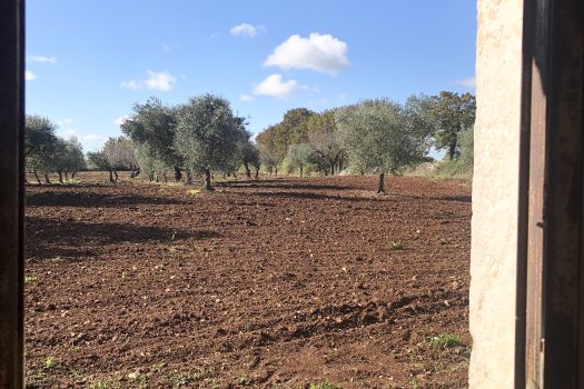 Trullo con terreno tra Alberobello e Noci