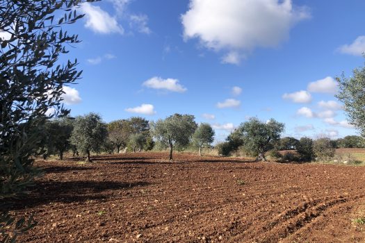 Trullo con terreno tra Alberobello e Noci
