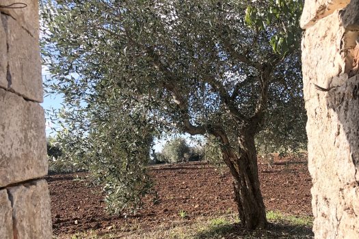 Trullo con terreno tra Alberobello e Noci