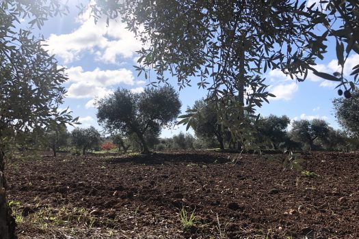 Trullo con terreno tra Alberobello e Noci