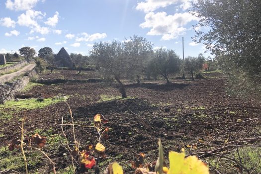 Trullo con terreno tra Alberobello e Noci