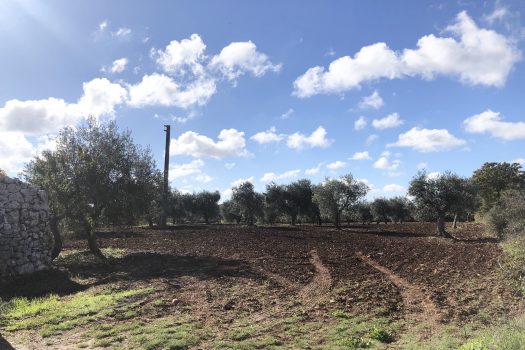 Trullo con terreno tra Alberobello e Noci