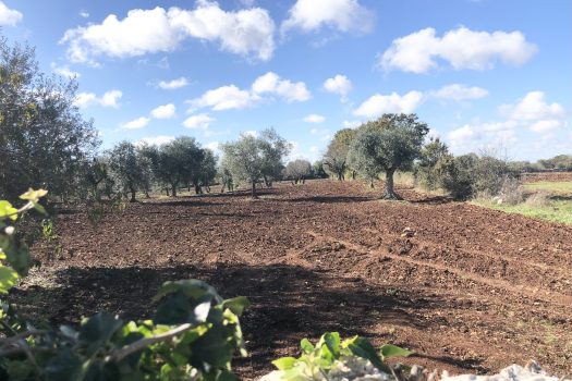 Trullo con terreno tra Alberobello e Noci