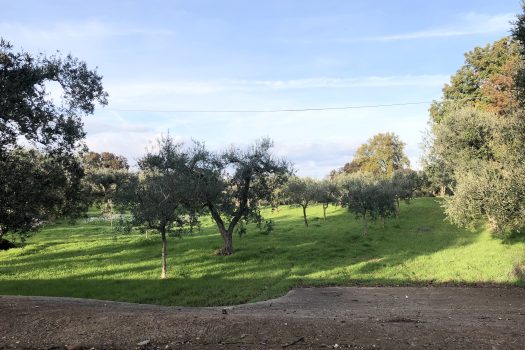 Terreno Agricolo 7.800 mq – Monopoli