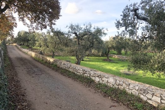 Terreno Agricolo 7.800 mq – Monopoli