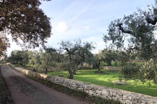 Terreno Agricolo 7.800 mq – Monopoli