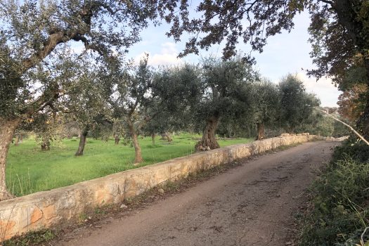 Terreno Agricolo 7.800 mq – Monopoli