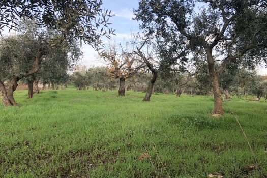 Terreno Agricolo 7.800 mq – Monopoli
