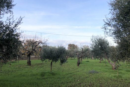 Terreno Agricolo 7.800 mq – Monopoli