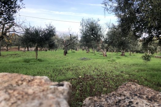 Terreno Agricolo 7.800 mq – Monopoli