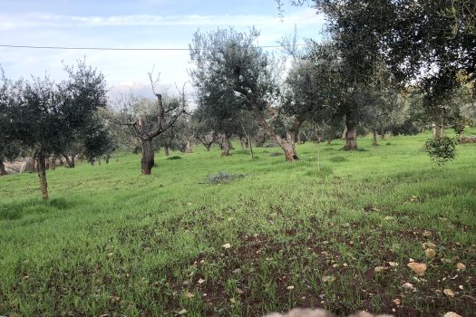 Terreno Agricolo 7.800 mq – Monopoli