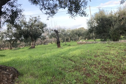 Terreno Agricolo 7.800 mq – Monopoli