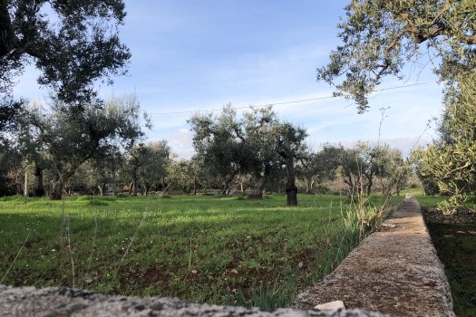 Terreno Agricolo 7.800 mq – Monopoli