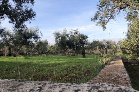 Terreno Agricolo 7.800 mq – Monopoli
