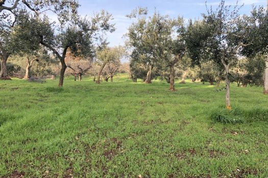 Terreno Agricolo 7.800 mq – Monopoli