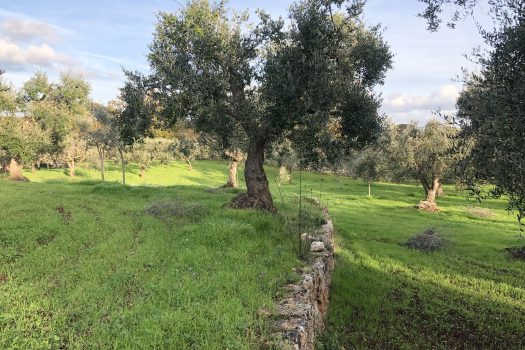 Terreno Agricolo 7.800 mq – Monopoli