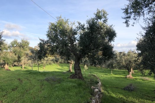 Terreno Agricolo 7.800 mq – Monopoli