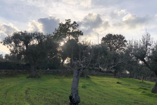 Terreno Agricolo 7.800 mq – Monopoli