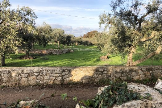 Terreno Agricolo 7.800 mq – Monopoli