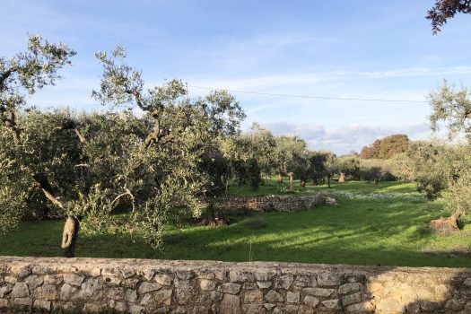 Terreno Agricolo 7.800 mq – Monopoli