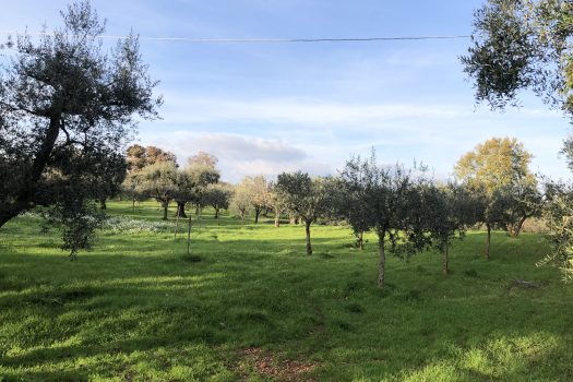 Terreno Agricolo 7.800 mq – Monopoli