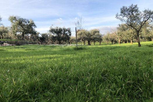 Terreno Agricolo 7.800 mq – Monopoli