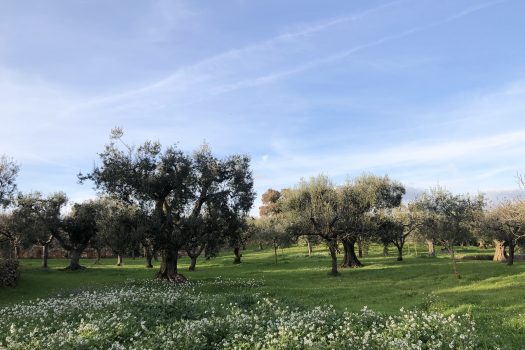 Terreno Agricolo 7.800 mq – Monopoli