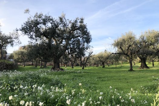 Terreno Agricolo 7.800 mq – Monopoli