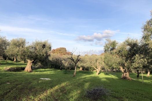 Terreno Agricolo 7.800 mq – Monopoli