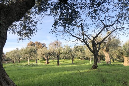 Terreno Agricolo 7.800 mq – Monopoli