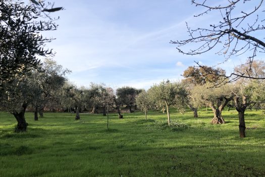 Terreno Agricolo 7.800 mq – Monopoli