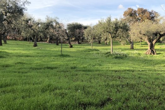 Terreno Agricolo 7.800 mq – Monopoli