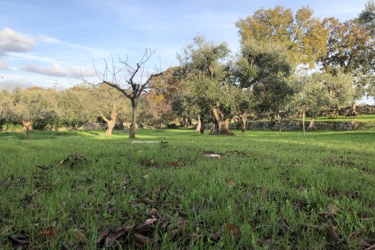 Terreno Agricolo 7.800 mq – Monopoli