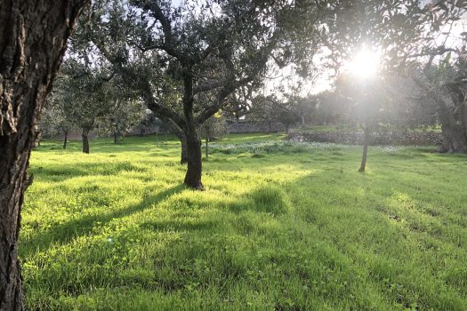 Terreno Agricolo 7.800 mq – Monopoli