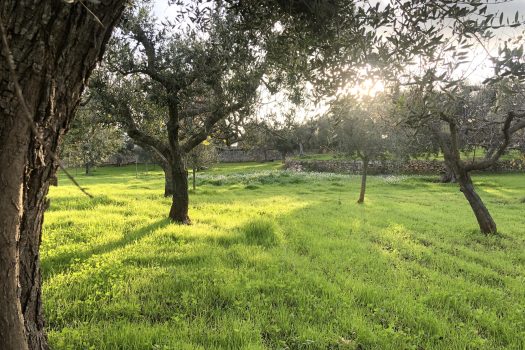 Terreno Agricolo 7.800 mq – Monopoli